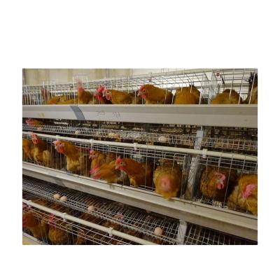 China Breeding Equipment Poultry Structure Automatic Cage Chickens Cleaning System For Chicken Layer Cage for sale