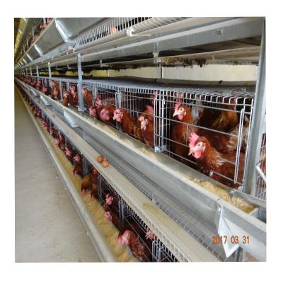 China Poultry farming MU TONG High zinc wire production of breeding farm chicken cage cage factory direct sales for sale