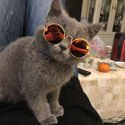 China Lovely Dog Cat Teddy Sunglasses Metal Circular Glasses Wholesale Viable for sale