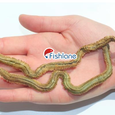 China Seawater Fishing Marine Worms Fresh Freeze Dry Hook Worm Seaworm Extract Bait Dry Lure for sale