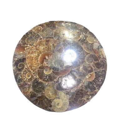 China Wholesale Natural Crystal Coaster Snail Europe Labradorite Fossil Coaster For Decoration for sale