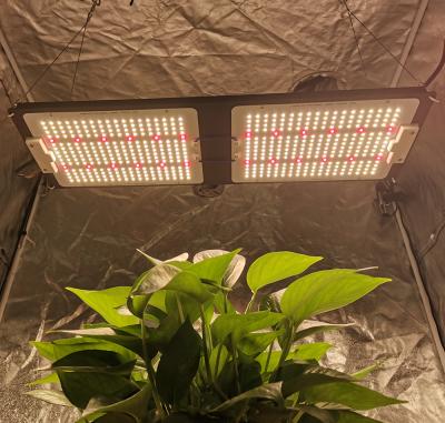 China FLOWER Yastar 2021 240W V3 Yastar 288 301h 660nm 288 led grow light, 3000k 3500k led grow light 240w for garden tent for sale