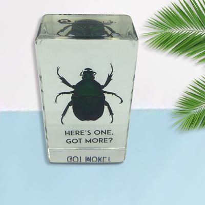 China People Art Real Beetle Specimens Encased in Resin Block for Paperweight Real Beetle Specimens Encased in Resin Block for Paperweight for sale