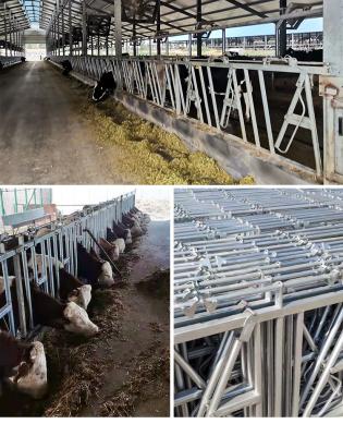 China Cow Neck Clip Bull Neck Clip Beef Neck Frame Beef Neck Accessories for sale