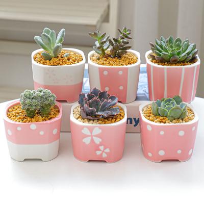 China Eco-friendly Ceramic Small Fresh Gardening Square Meat Cactus And Round Combination Cute Pink Succulent Flower Pot for sale