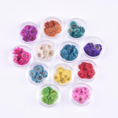 China Nail Art Decoration Nail art pressed dry flower nature dried flowers 16colors for UV gel acrylic nail art for sale