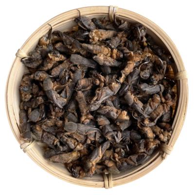 China Lou Gu Dried Whole Gryllolaptaptidae Stored Dried Chinese Mole Cricket Insects For Pet Food for sale