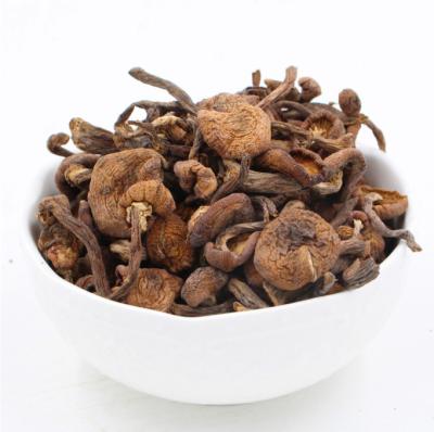 China Zhen Dry MO 100% Honey Mushroom Dried Hazel Natural Wild Mushroom for sale