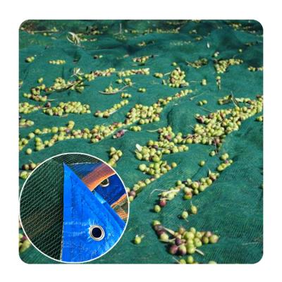 China Olive Net Top Selling Plastic Garden Mesh Olive Harvest Net Best Price for sale