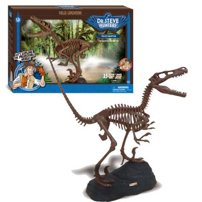 China Velociraptor Jurassic Realistic Large Dinosaur Toy World T-rex Skeleton Model Set for sale