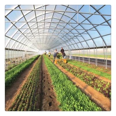 China China Factory Customized Tunnel Plastic Film Greenhouse Cultivation Of Vegetables/Fruits/Flowers For Sale for sale