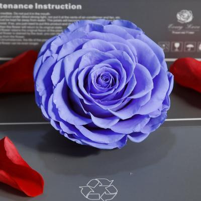 China 100% Preserved Nature Fresh Rose OEM Factory Thanksgiving 10 9-10 Cm Decorative Leaves Artificial Rattan 9-10cm Preserved Real Rose Head for sale