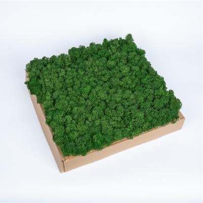 China Preserved Moss High Quality Cheap Natural Lichen Moss Self Adhesive Moss Preserved Dried Craft Decoration for sale