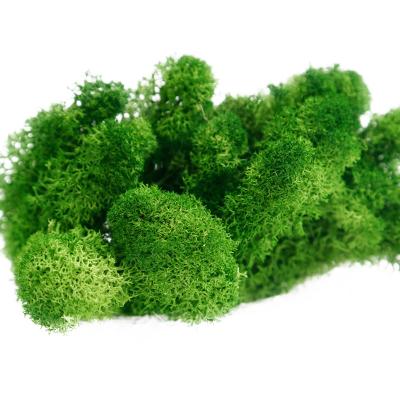 China Preserved Moss Green Plants Lichens Stabilized Long Lasting Decorative Preserved Moss For Home Decoration for sale