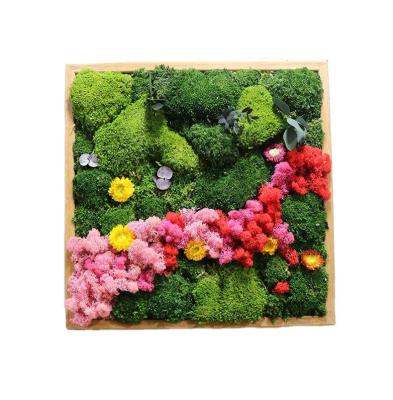 China Preserved Moss Modern Latest 50Cm Preserved Flat Moss Preserved Sheet Moss Stabilized Natural Moss For Wall Decoration And Landscaping for sale