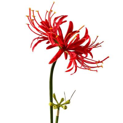 China Modern Manufacturers Wholesale Hand Made Artificial Amaryllis Lycoris Radiata Flowers for sale