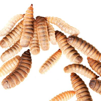 China Viable Natural High Protein Dry Black Soldier Fly Larvae Animal Feed 100g 500g 1000g for sale