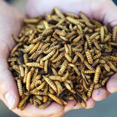 China Viable black soldier fly larvae is a super food for your critters for sale