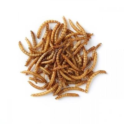 China High Quality Sustainable Protein Animal Feed Dried Mealworm Pet Snacks Wild Bird Food for sale