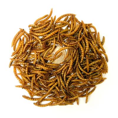 China Factory supply viable food directly for pet mealworm for export food for large hamster mealworm dried food for parrot for sale