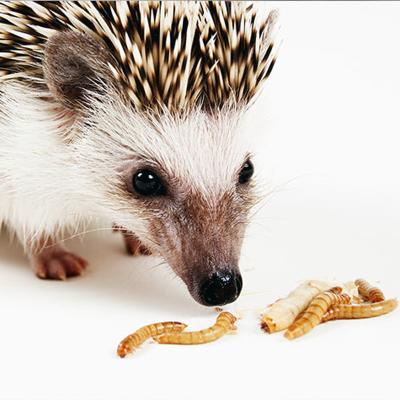 China Pets Viable Small Mealworm Hedgehog Snack Turtle Dry Food Dried Mealworm Pet Food for sale