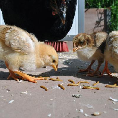 China Viable wild birds, sugar gliders, fish, reptiles and chickens eat the dry mealworms for sale