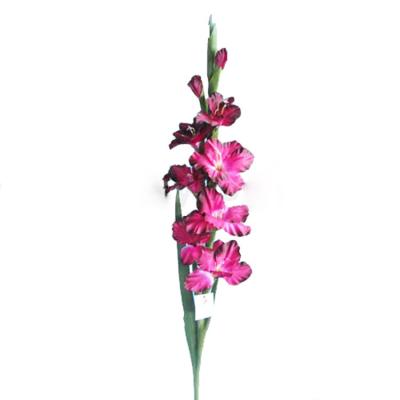 China Environmental Artificial Flower Of Gladiolus Soft Touch Cheapest Decorative Flowers Lily Silk Material Artificial Flower (Sword Lily) for sale