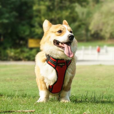 China Hundegurt mit wasserdichtem und reflektierendem Polyestermaterial zu verkaufen