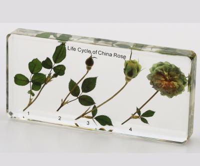 China Real Chinese Rose Germination Plant Life Cycle Resin Artificial Specimen Paperweight Resin Education Biological Model Teaching Tool for sale