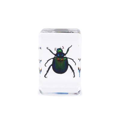 China Real Resin Insect World Specimen School Block Resin Educational Teaching Craft For Gift for sale