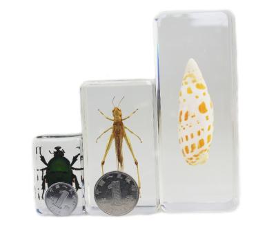 China Beetle and Shell Acrylic Resin Paperweight Craft from China for sale