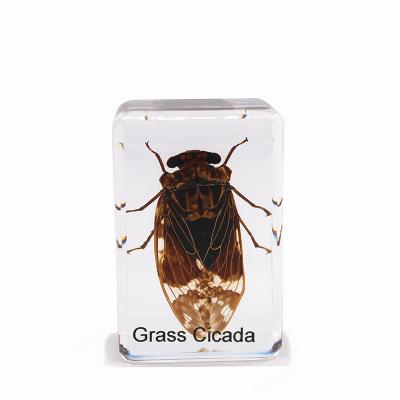 China Beautiful Resin World Crystal Biological Specimen Taxidermy Preserved Real Insect Specimen for sale