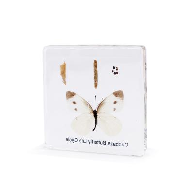 China The World 74Glass Paperweight The Growth Of Butterflies Scientific Biology Teaching Aid Crystal Insect Specimen for sale