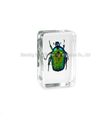 China Europe China Supplier Science Taxidermy Teaching Aid Include Resin Male Beetle Specimen for sale