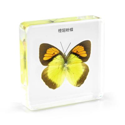 China Worldwide Factory Price Custom Resin Craft Home Decoration Recessed Teaching Specimen Butterfly for sale