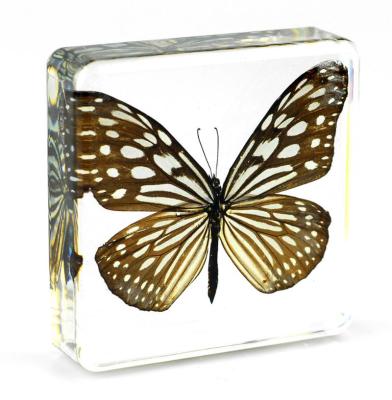 China Real World Different Insect Paperweight Embedded Resin Craft Butterfly Specimen Collector for sale