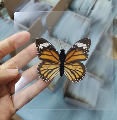 China Real World Artificial Butterfly Specimen in Frame Lab Preserved Specimen for Educational/Decorative Specimen for sale