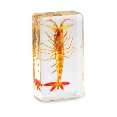 China Real Shrimp Artificial Resin Specimen Acrylic Embedded Biological Model for sale