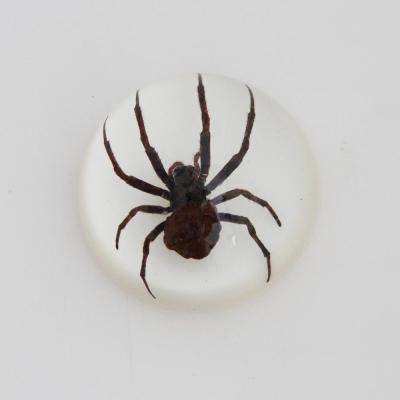 China Europe Ghost Spider Specimen in Acrylic Resin Dome 67mm with White Background for sale