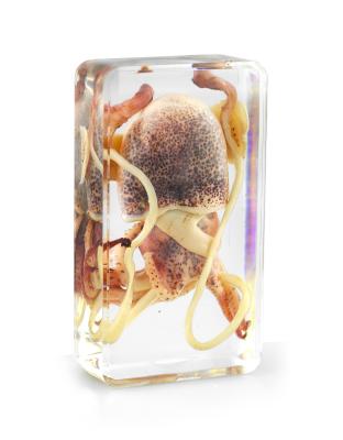 China Real artificial octopus specimen resin paperweight for kids education for sale