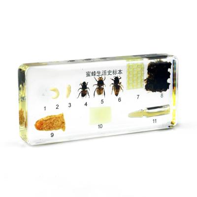 China World New Type Science Experiment Kits Real Insect Embedded Artificial Amber Specimen Kit for sale