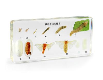 China Global Butterfly Epoxy Resin Craft Dry Lab Preserved Butterfly Specimens for Science Research Teaching for sale