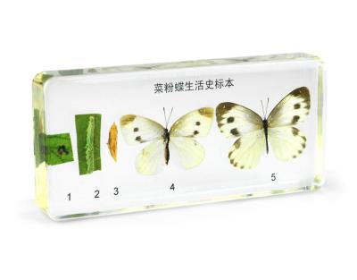 China Worldwide Butterflies Open Cabbage Butterfly Crafts Anatomical Animal Specimens Real Insect Enclosed Life Cycle for sale