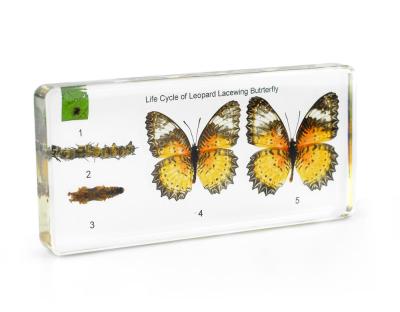 China Resin World Kit Set Craft Life Cycle of Butterfly Amber Real Butterfly Specimen Embedded Educational for sale