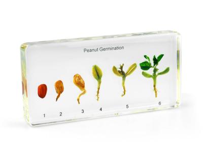 China Resin Peanut Sprout Specimen Insect Science World Embedded Botanical Animal Insect for sale