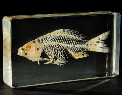 China Artificial Acrylic Specimen Fish Animal Skeleton for sale