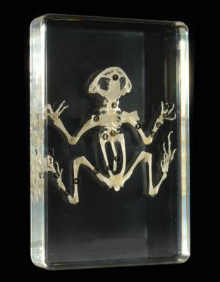 China Handwork frog skeleton for school and lab educational equipment for sale