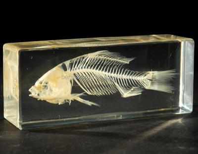 China artificial fish skeleton for sale