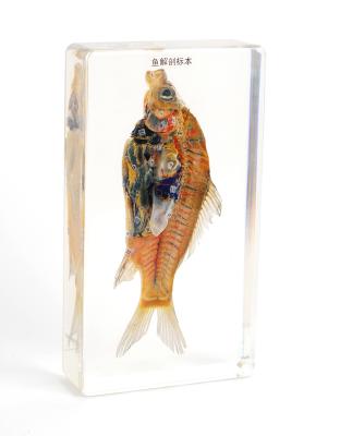 China Laboratory Equipment Anatomical Model of Artificial Fish for sale