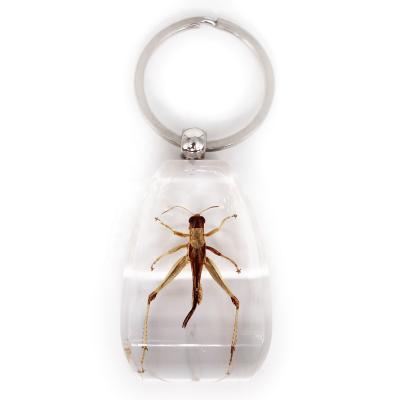 China Creative Beetle Beetle Real Insect Grasshopper Resin Key Chain Keychain Transparent Paperweight for sale